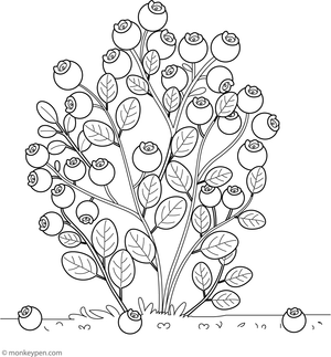 Printable coloring page featuring a blueberry bush loaded with ripe berries, suitable for children to color.