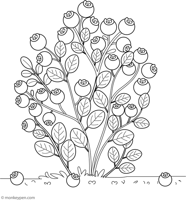 Printable coloring page featuring a blueberry bush loaded with ripe berries, suitable for children to color.