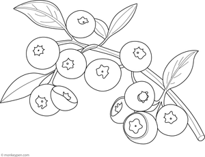 Coloring page illustrating blueberries hanging from a leafy branch.