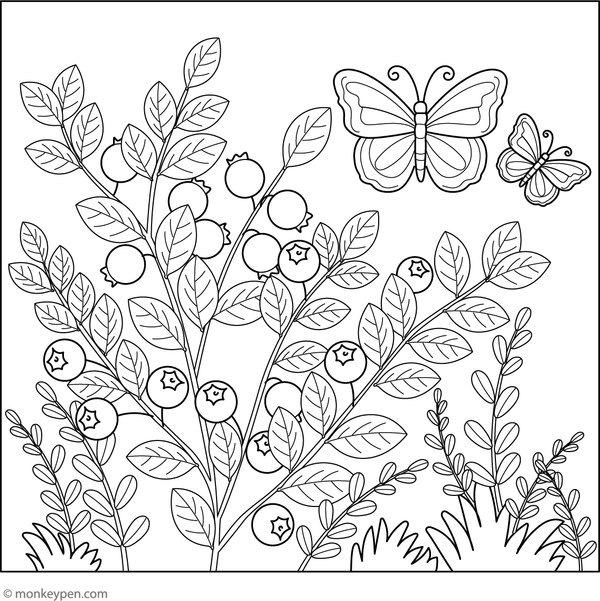 Coloring page showing blueberries with a butterfly nearby.