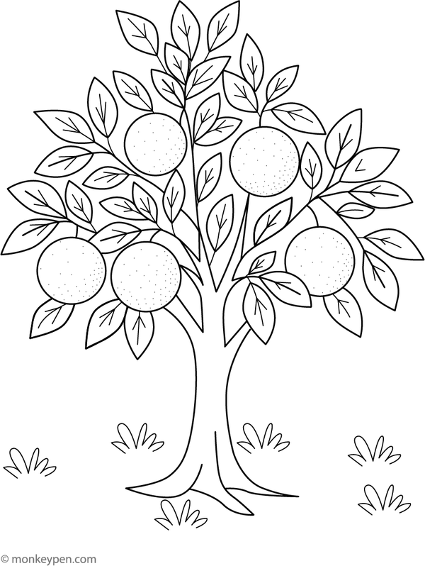  Illustration of an orange tree with ripe oranges in a sunny orchard, suitable for children's coloring activities.