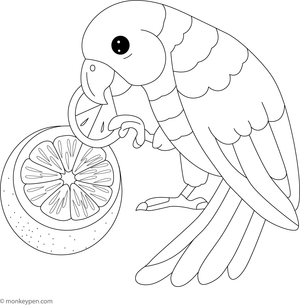 Playful parrot nibbling on a fresh orange for children to color.
