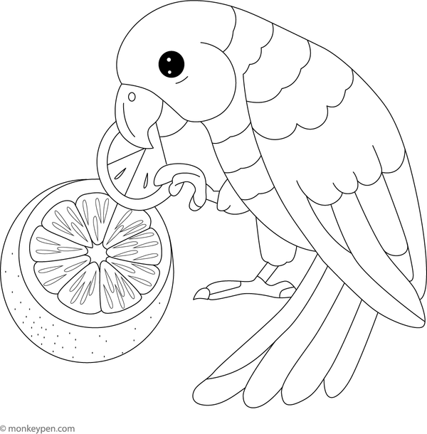 Playful parrot nibbling on a fresh orange for children to color.
