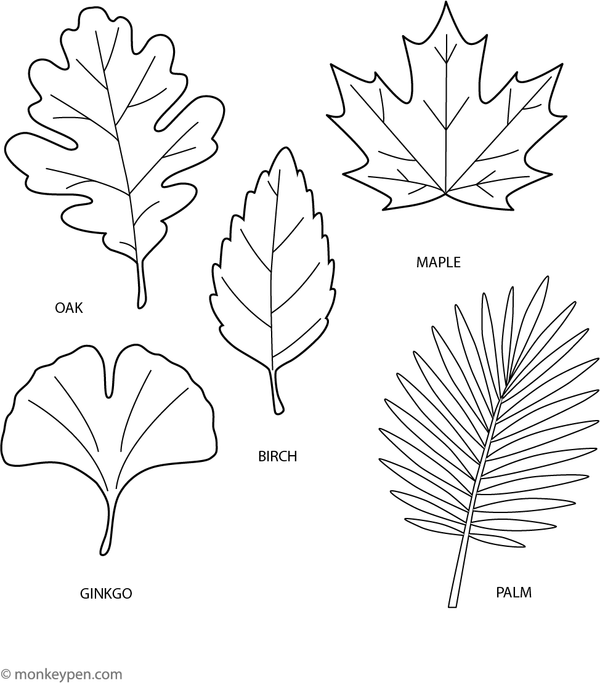 A printable coloring page featuring various leaf shapes, available for download to support children's learning and exploration of nature.  
