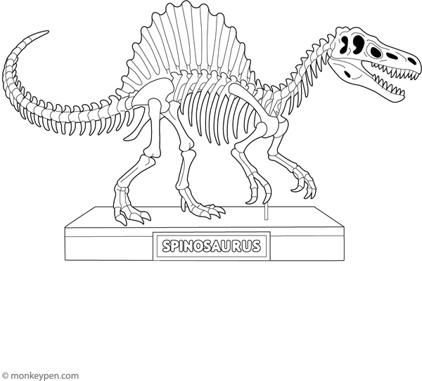 Coloring page of a Spinosaurus skeleton on display in a museum, with labeled bones.