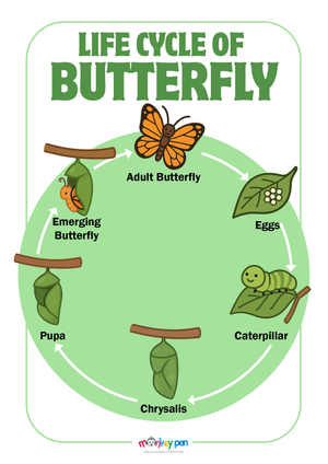 A bright Lifecycle of a Butterfly Poster showing egg, caterpillar, chrysalis, and adult butterfly stages, helping children understand the natural process of metamorphosis.