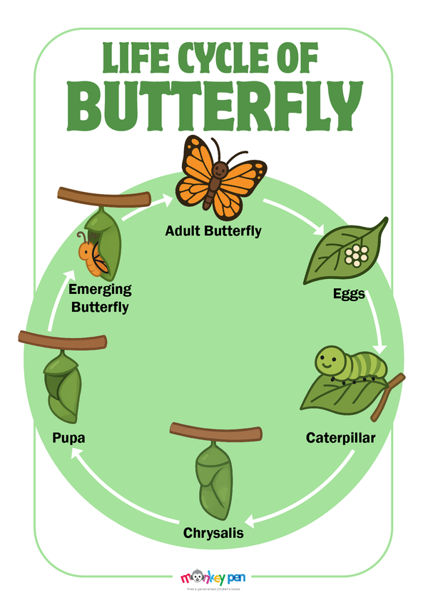 A bright Lifecycle of a Butterfly Poster showing egg, caterpillar, chrysalis, and adult butterfly stages, helping children understand the natural process of metamorphosis.