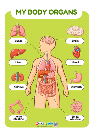 A colourful My Body Organs poster, helping children learn basic human anatomy.