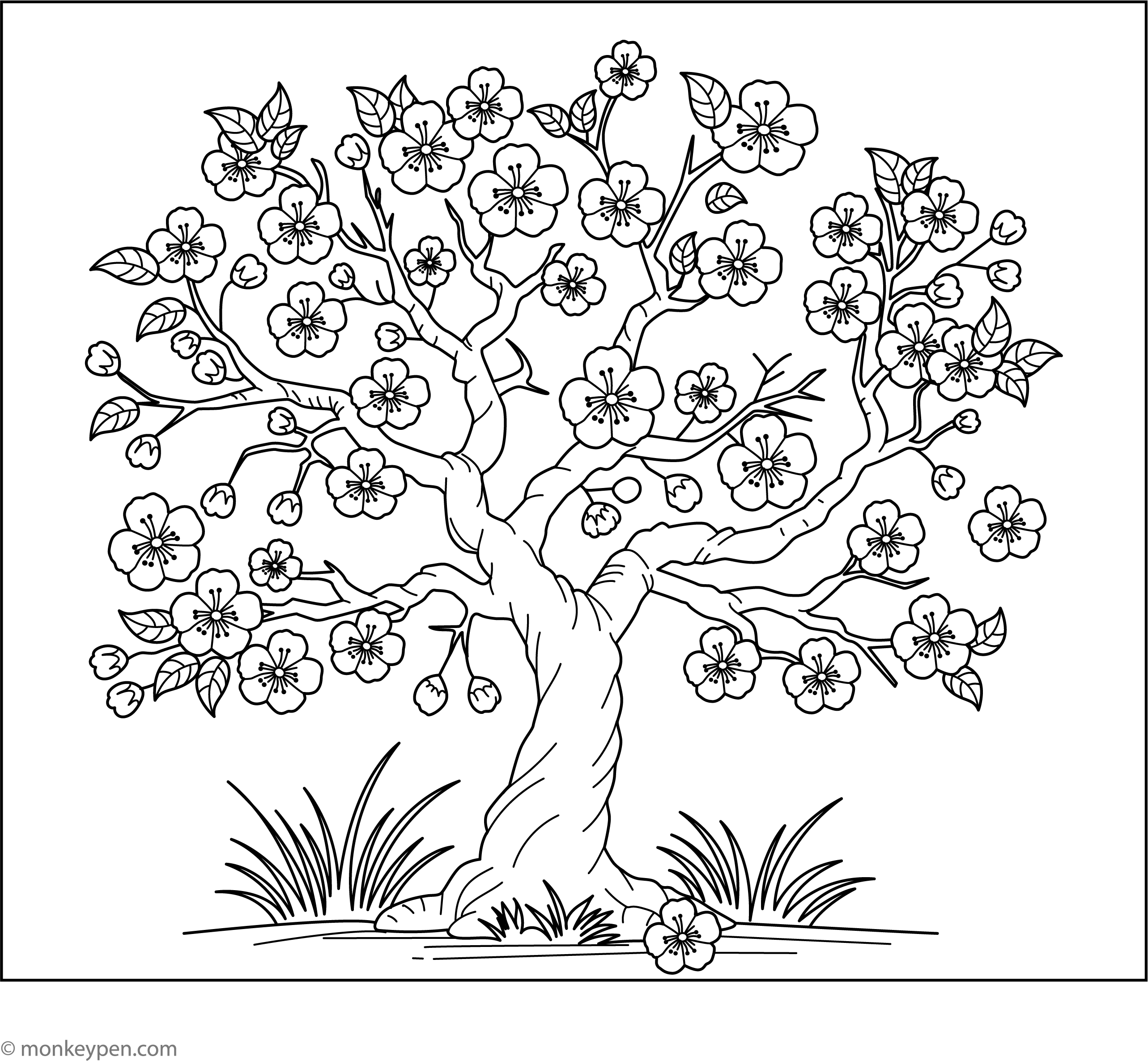 Cherry Tree Line Drawing Cherry Tree Line Drawing