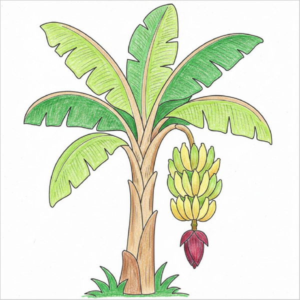 How to Draw a Banana Tree – Simple Step-by-Step Tree Drawing for Kids