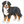 How to Draw a  Simple Bernese Mountain Dog – Easy Step-by-Step Dog Drawing for Kids