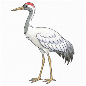 Crane bird drawing showing elegant feathers and long body.