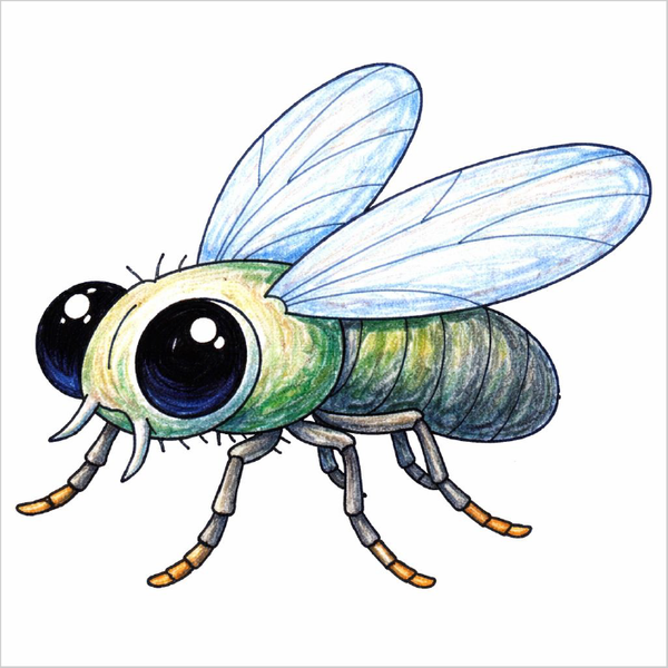 How to draw a fly step by step, simple insect drawing tutorial for kids and beginners with easy sketch