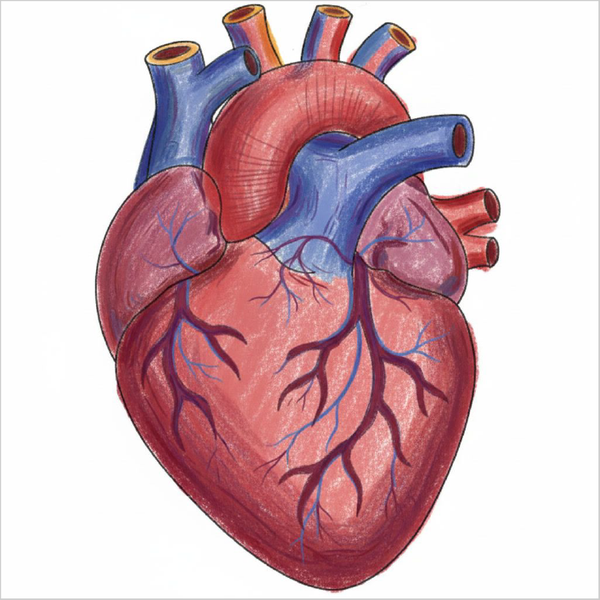 Easy human heart illustration designed for children.