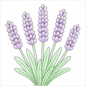 Step-by-step lavender flower drawing tutorial for kids showing how to draw a lavender flower with simple shapes and easy lines.