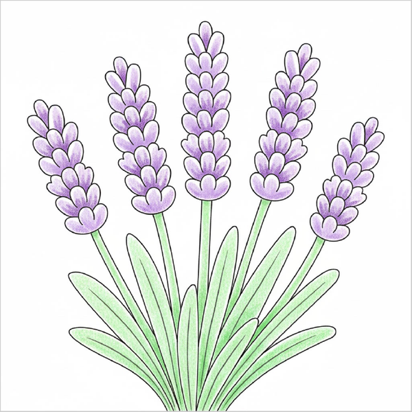How to Draw a Lavender Flower – Simple Step-by-Step Flower Drawing for Kids