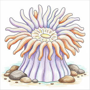 Step-by-step sea anemone drawing tutorial for kids showing how to draw a sea anemone with simple shapes and easy lines.