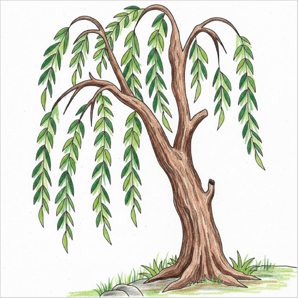 How to Draw a Willow Tree – Easy Step-by-Step Tree Drawing for Kids