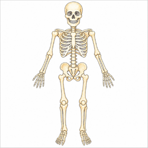 mooth skeleton sketch demonstrating easy drawing steps.