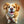 Order Digital Pet Painting Portrait